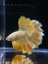 Load image into Gallery viewer, Male Rosetail - Super Gold #2577 - Live Betta Fish
