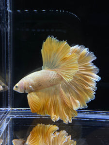 Male Rosetail - Super Gold #2577 - Live Betta Fish