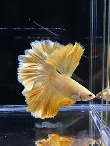 Male Rosetail - Super Gold #2577 - Live Betta Fish