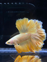 Load image into Gallery viewer, Male Rosetail - Super Gold #2577 - Live Betta Fish
