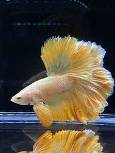 Male Rosetail - Super Gold #2577 - Live Betta Fish