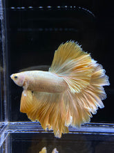 Load image into Gallery viewer, Male Rosetail - Super Gold #2577 - Live Betta Fish
