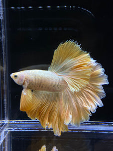 Male Rosetail - Super Gold #2577 - Live Betta Fish