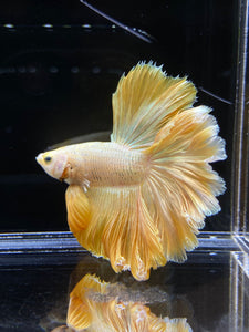 Male Rosetail - Super Gold #2577 - Live Betta Fish