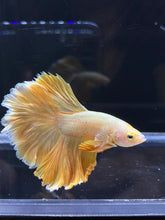 Load image into Gallery viewer, Male Rosetail - Super Gold #2577 - Live Betta Fish
