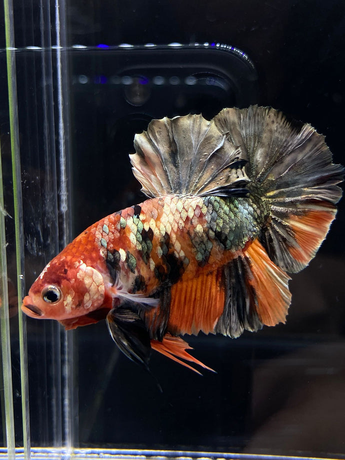 GIANT Male Halfmoon Plakat - Candy Copper #2578 - Live Betta Fish