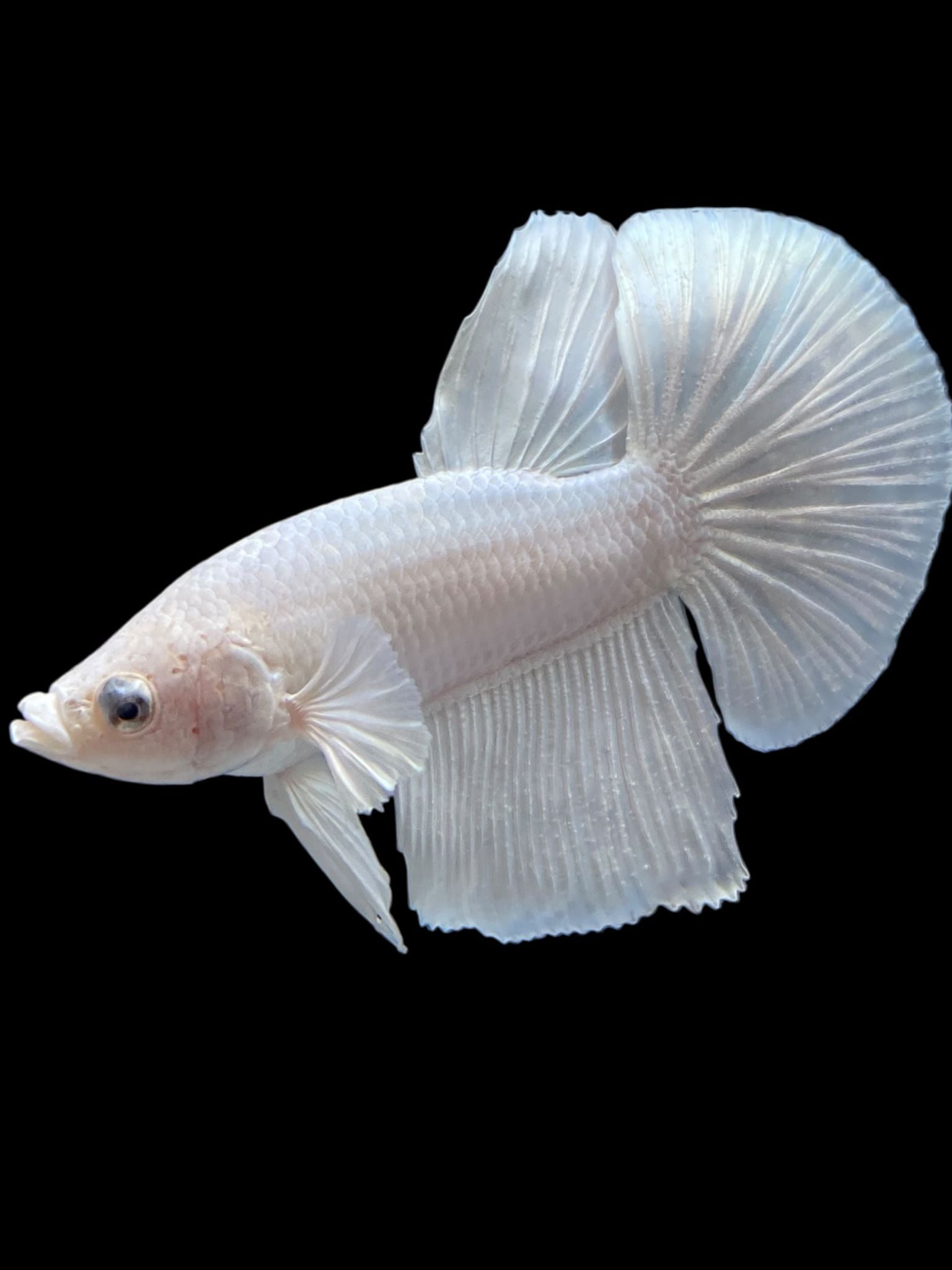 White Betta Siamese Fighting Dumbo Betta Fish Care HALFMOON ROSETAIL RED  WHITE GALAXY SNOW UNIQUE MASKING TUXEDO BETTA FI – Rare Betta Fish Store, image size:1536x2048