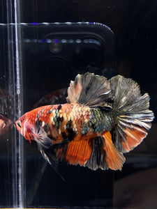 GIANT Male Halfmoon Plakat - Candy Copper #2578 - Live Betta Fish