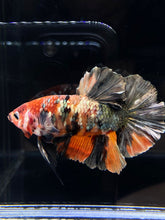 Load image into Gallery viewer, GIANT Male Halfmoon Plakat - Candy Copper #2578 - Live Betta Fish
