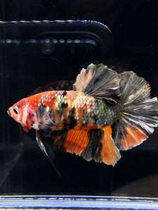 GIANT Male Halfmoon Plakat - Candy Copper #2578 - Live Betta Fish