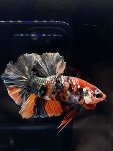 GIANT Male Halfmoon Plakat - Candy Copper #2578 - Live Betta Fish