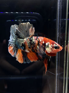 GIANT Male Halfmoon Plakat - Candy Copper #2578 - Live Betta Fish