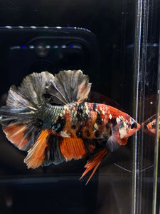 GIANT Male Halfmoon Plakat - Candy Copper #2578 - Live Betta Fish