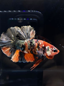 GIANT Male Halfmoon Plakat - Candy Copper #2578 - Live Betta Fish