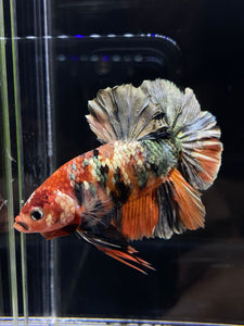 GIANT Male Halfmoon Plakat - Candy Copper #2578 - Live Betta Fish