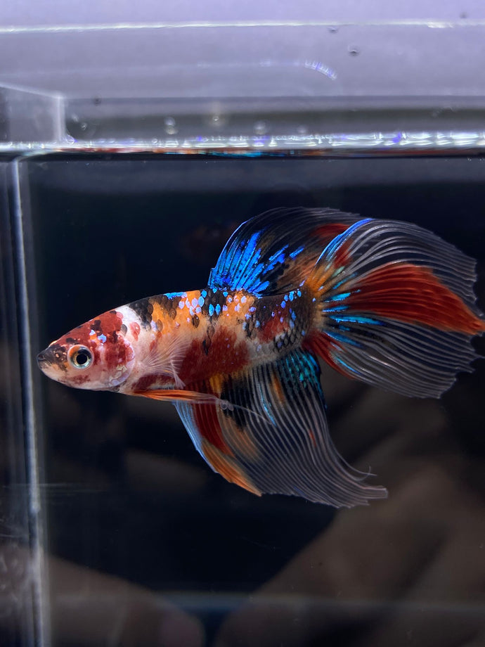 Male Veiltail - Galaxy #2579 - Live Betta Fish