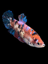 Load image into Gallery viewer, GIANT Female Halfmoon Plakat - Galaxy #257 Live Betta Fish
