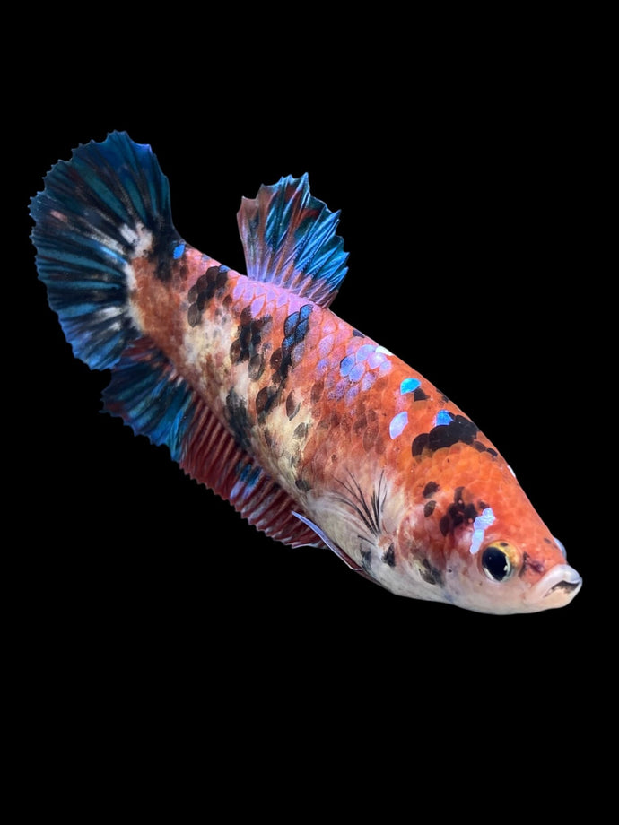 GIANT Female Halfmoon Plakat - Galaxy #257 Live Betta Fish