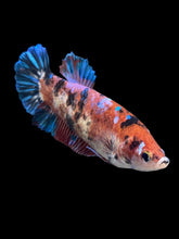 Load image into Gallery viewer, GIANT Female Halfmoon Plakat - Galaxy #257 Live Betta Fish
