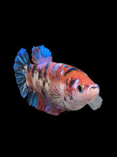 Load image into Gallery viewer, GIANT Female Halfmoon Plakat - Galaxy #257 Live Betta Fish
