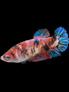 GIANT Female Halfmoon Plakat - Galaxy #257 Live Betta Fish