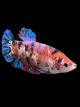 Load image into Gallery viewer, GIANT Female Halfmoon Plakat - Galaxy #257 Live Betta Fish
