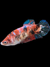 Load image into Gallery viewer, GIANT Female Halfmoon Plakat - Galaxy #257 Live Betta Fish
