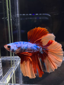 Male Halfmoon - Galaxy #2582 - Live Betta Fish