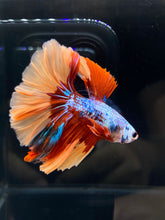 Load image into Gallery viewer, Male Halfmoon - Galaxy #2582 - Live Betta Fish
