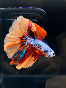 Male Halfmoon - Galaxy #2582 - Live Betta Fish