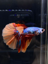 Load image into Gallery viewer, Male Halfmoon - Galaxy #2582 - Live Betta Fish
