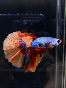 Male Halfmoon - Galaxy #2582 - Live Betta Fish