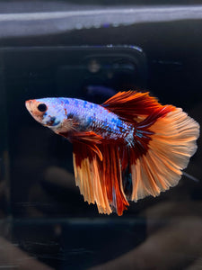 Male Halfmoon - Galaxy #2582 - Live Betta Fish