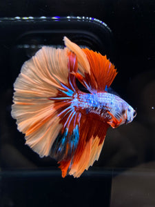 Male Halfmoon - Galaxy #2582 - Live Betta Fish