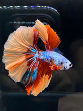 Load image into Gallery viewer, Male Halfmoon - Galaxy #2582 - Live Betta Fish
