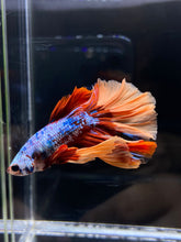 Load image into Gallery viewer, Male Halfmoon - Galaxy #2582 - Live Betta Fish
