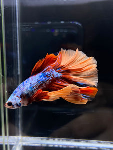 Male Halfmoon - Galaxy #2582 - Live Betta Fish