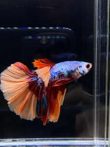 Male Halfmoon - Galaxy #2582 - Live Betta Fish