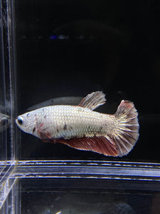 Female Halfmoon Plakat - Copper #2583 - Live Betta Fish