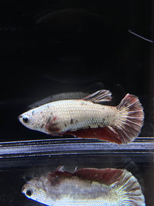 Female Halfmoon Plakat - Copper #2583 - Live Betta Fish