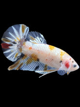 Load image into Gallery viewer, Male Halfmoon Plakat - Candy #2586 - Live Betta Fish
