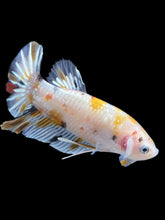 Load image into Gallery viewer, Male Halfmoon Plakat - Candy #2586 - Live Betta Fish
