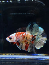 Load image into Gallery viewer, Male Halfmoon Plakat - Candy Copper #2587 - Live Betta Fish
