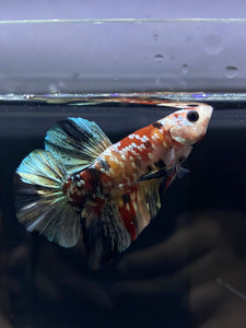 Male Halfmoon Plakat - Candy Copper #2587 - Live Betta Fish