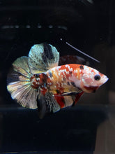 Load image into Gallery viewer, Male Halfmoon Plakat - Candy Copper #2587 - Live Betta Fish
