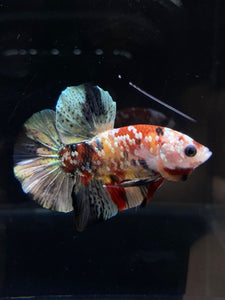 Male Halfmoon Plakat - Candy Copper #2587 - Live Betta Fish