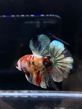 Load image into Gallery viewer, Male Halfmoon Plakat - Candy Copper #2587 - Live Betta Fish
