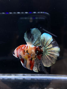 Male Halfmoon Plakat - Candy Copper #2587 - Live Betta Fish