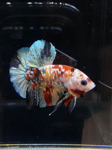 Male Halfmoon Plakat - Candy Copper #2587 - Live Betta Fish