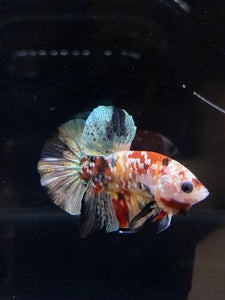 Male Halfmoon Plakat - Candy Copper #2587 - Live Betta Fish